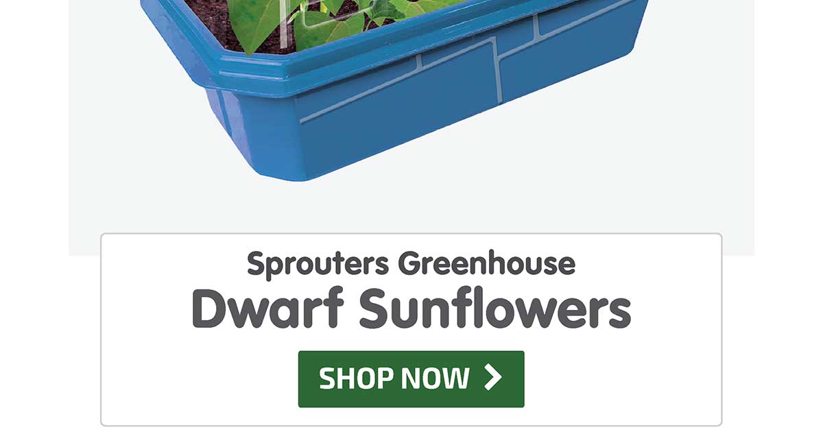 Sprouters Greenhouse - Dwarf Sunflowers - 10% Off - Shop Now