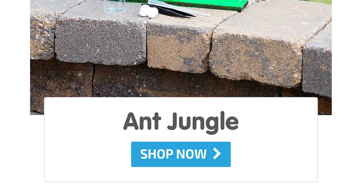 Ant Jungle - Shop Now