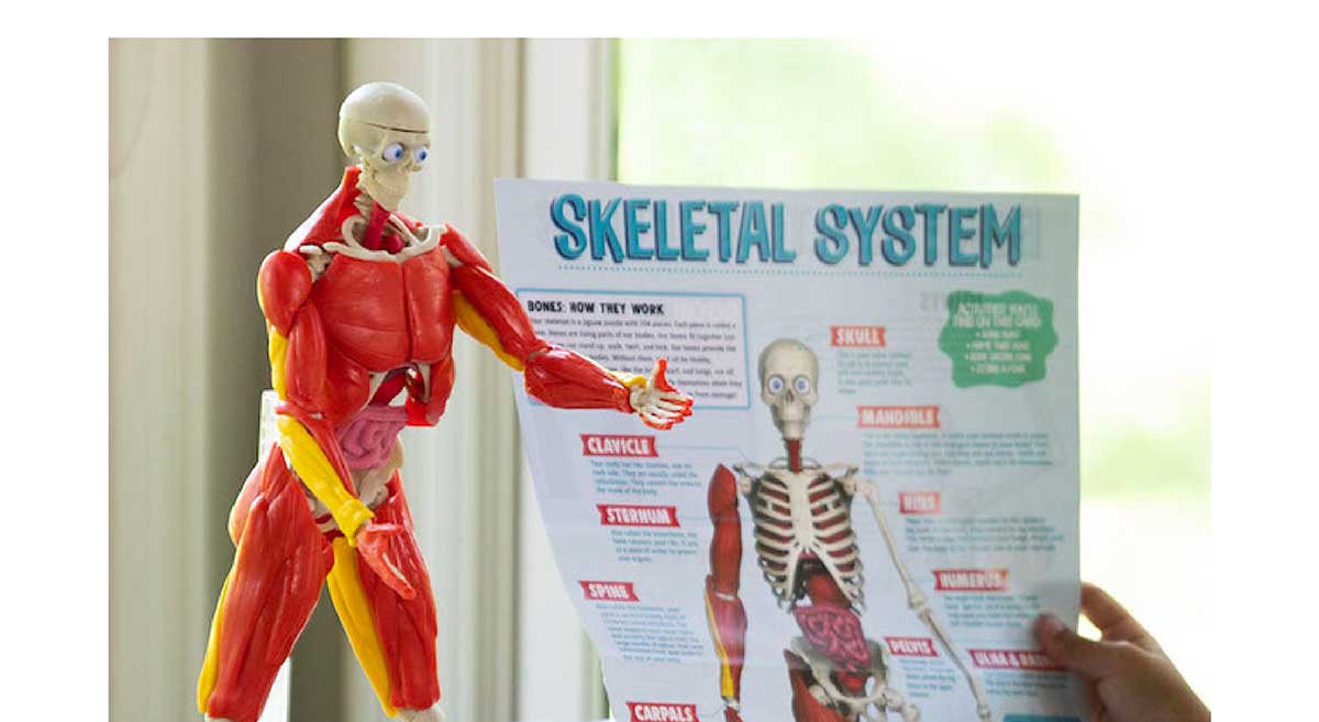 Our Amazing Human Body